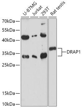 DRAP1 Polyclonal Antibody (100 µl)