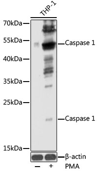 CASP1 Polyclonal Antibody (50 µl)