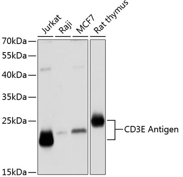 CD3E Antigen Polyclonal Antibody (100 µl)