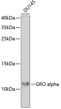 GRO alpha Polyclonal Antibody (100 µl)