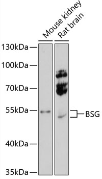 BSG Polyclonal Antibody (100 µl)