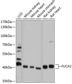 FUCA2 Polyclonal Antibody (100 µl)