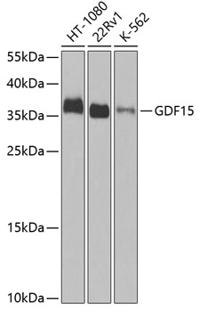 GDF15 Polyclonal Antibody (100 µl)