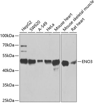 ENO3 Polyclonal Antibody (100 µl)