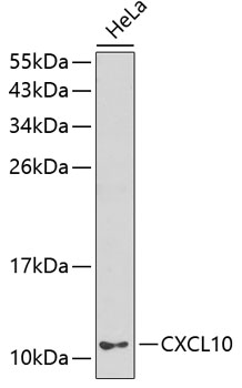 CXCL10 Polyclonal Antibody (50 µl)