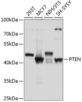 PTEN Polyclonal Antibody (100 µl)