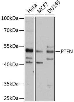 PTEN Polyclonal Antibody (100 µl)