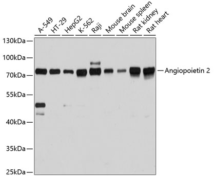 Angiopoietin 2 Polyclonal Antibody (50 µl)