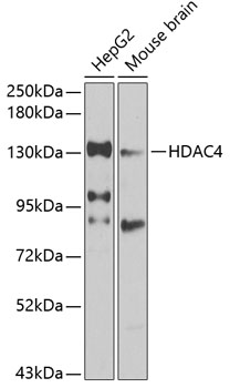 HDAC4 Polyclonal Antibody (100 µl)