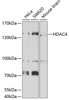 HDAC4 Polyclonal Antibody (50 µl)