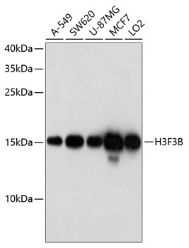 H3F3B Polyclonal Antibody (50 µl)
