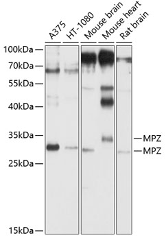 MPZ Polyclonal Antibody
