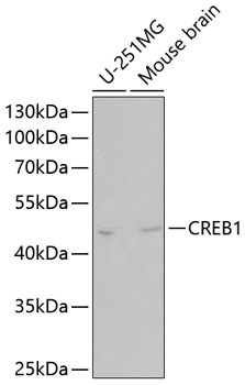 CREB1 Polyclonal Antibody (50 µl)