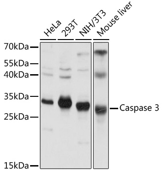 Caspase 3 Polyclonal Antibody (50 µl)
