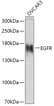 EGFR Polyclonal Antibody (100 µl)