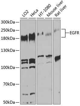 EGFR Polyclonal Antibody (50 µl)