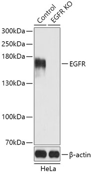 EGFR Polyclonal Antibody (100 µl)