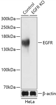EGFR Polyclonal Antibody (50 µl)