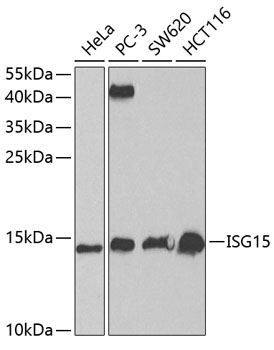 ISG15 Polyclonal Antibody (50 µl)