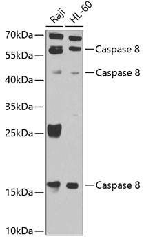 Caspase 8 Polyclonal Antibody (50 µl)
