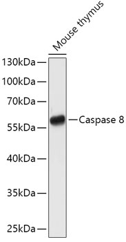 Caspase 8 Polyclonal Antibody (50 µl)