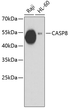 CASP8 Polyclonal Antibody (100 µl)