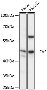 FAS Polyclonal Antibody (100 µl)