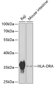 HLA-DRA Polyclonal Antibody (100 µl)
