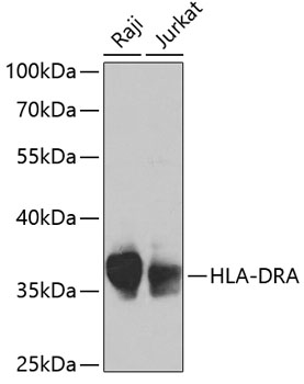 HLA-DRA Polyclonal Antibody (100 µl)