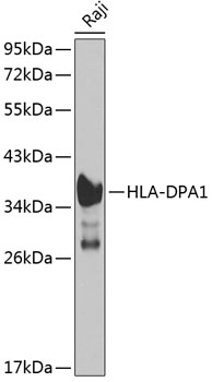 HLA-DPA1 Polyclonal Antibody (100 µl)
