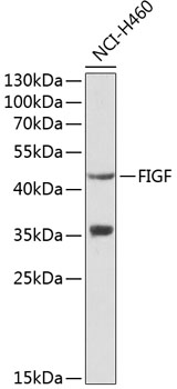 FIGF Polyclonal Antibody (50 µl)