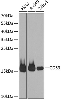 CD59 Polyclonal Antibody (100 µl)