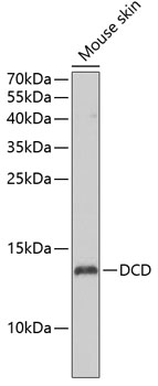 DCD Polyclonal Antibody (50 µl)