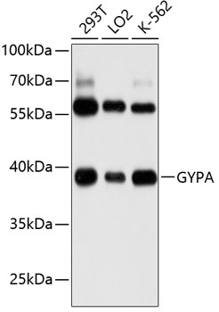 GYPA Polyclonal Antibody (50 µl)