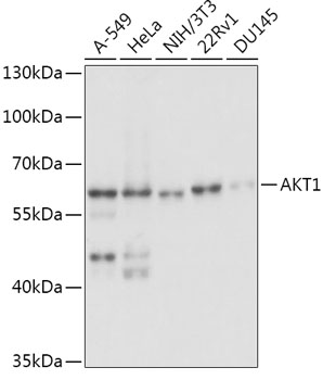 Akt1 Polyclonal Antibody (50 µl)