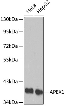 APEX1 Polyclonal Antibody (50 µl)