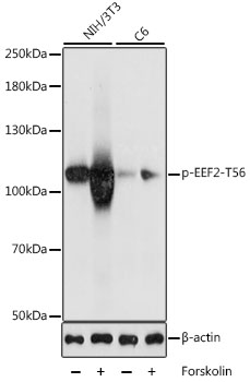 Phospho-EEF2-T56 Polyclonal Antibody