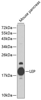 LEP Polyclonal Antibody (50 µl)