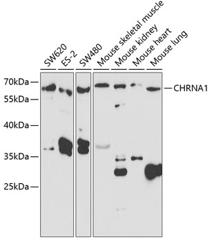 CHRNA1 Polyclonal Antibody (100 µl)