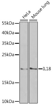 IL18 Polyclonal Antibody (100 µl)