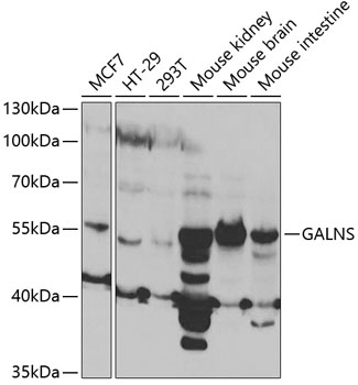 GALNS Polyclonal Antibody (100 µl)