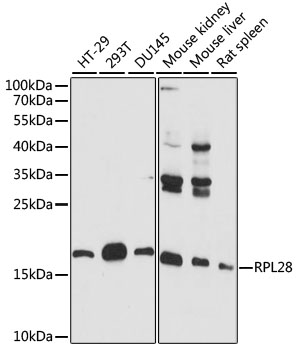 RPL28 Polyclonal Antibody