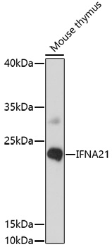 IFNA21 Polyclonal Antibody (100 µl)