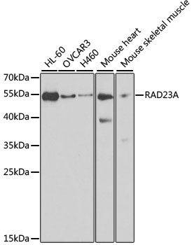 RAD23A Polyclonal Antibody (50 µl)