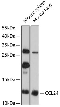 CCL24 Polyclonal Antibody (50 µl)