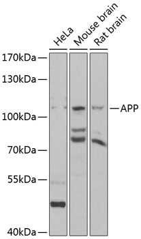 APP Polyclonal Antibody (100 µl)