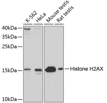 Histone H2AX Polyclonal Antibody (100 µl)