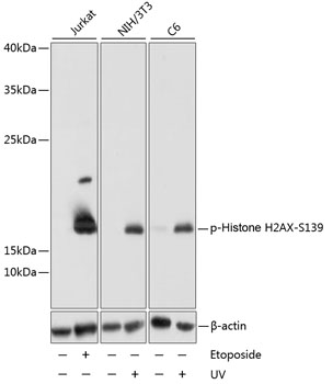 Phospho-Histone H2AX-S139 Polyclonal Antibody (100 µl)