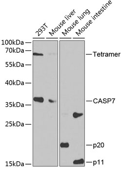 Casp7 Polyclonal Antibody (50 µl)