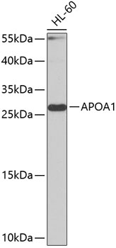 APOA1 Polyclonal Antibody (100 µl)